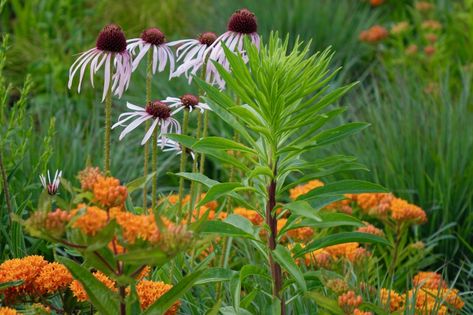 Gardening 101: Coneflower - Gardenista Asclepias Tuberosa, Seaside Garden, Invasive Plants, Gardening 101, Public Garden, Pergola Designs, Perennial Garden, Native Plants, Small Garden