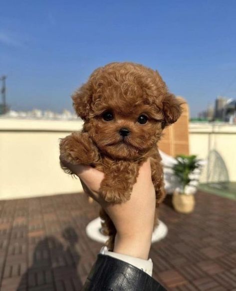 A beautiful red tea cup poodle, ready for sale and rehoming. +4917642428268 Yea Cup Poodles, Yea Cup Puppies, Tea Cup Puppy, Red Toy Poodle Puppy, Micro Puppies, Tea Cup Puppies, Micro Teacup Poodle, Red Poodle Puppy, Micro Poodle