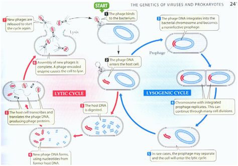 the lytic & lysogenic cycles of transduction- In transduction, a virus (bacteriophage) carries a chromosomal DNA fragment from donor to recipient Biology Images, Bacteria Microbiology, Biology Genetics, Microbiology Study, Medical Laboratory Technician, Biology Humor, Mcat Study, Technology Life, Nucleic Acid