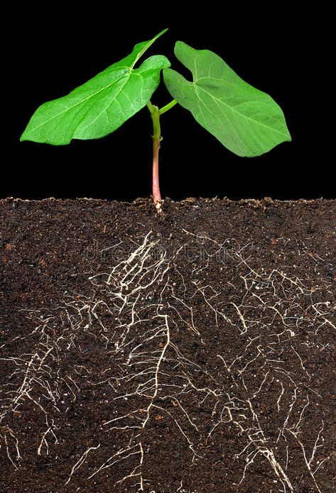 Leaves, roots and dirt. Cross section of a plant s roots (green bean #Sponsored , #affiliate, #SPONSORED, #roots, #Cross, #green, #dirt Roots Underground, Farm Mural, Free Portfolio Template, Wasteland Baby, Seed Kit, Plant Background, Growing Pains, Dig Deeper, Image Nature