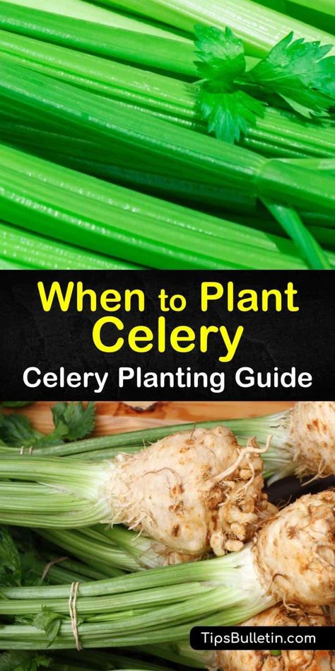 Celery Plant, Growing Celery, Regrow Vegetables, Growing Vegetables In Pots, Planting Guide, When To Plant, Brown Spots Removal, Growing Veggies, Garden Veggies