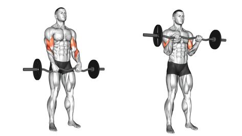 Ez Bar Curls, Barbell Curls, Ez Curl Bar Workout, Curl Bar Exercises, Barbell Rows Form, Bent Over Row Barbell, Barbell Front Raises, Ez Bar Bicep Curl, Shoulder Workout Routine