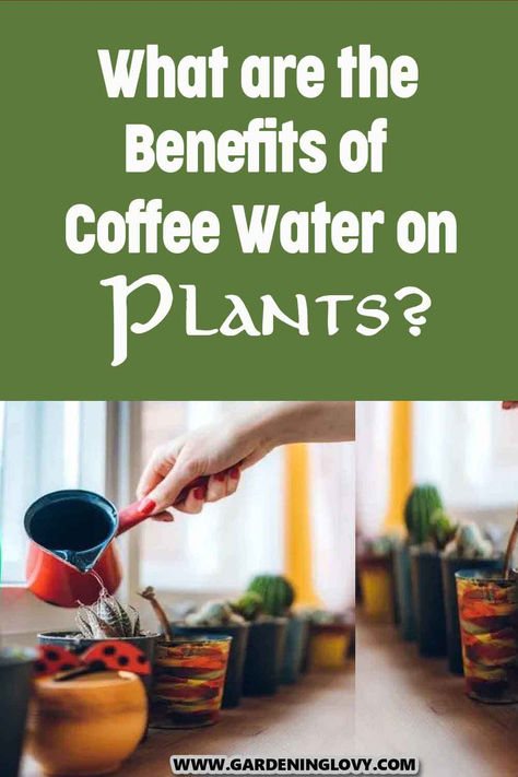 Did you know that you can use diluted coffee to fertilize plants? Most house and garden plants can benefit from the added nitrogen boost. Wondering how to use coffee grounds as organic fertilizer on plants? Read this post for the benefits of coffee water on plants. Coffee Water For Plants, Coffee Grounds Garden, Leftover Coffee Grounds, Coffee Grounds For Plants, Coffee Grounds As Fertilizer, Leftover Coffee, Symbol For Love, Killing Weeds, Plant Benefits