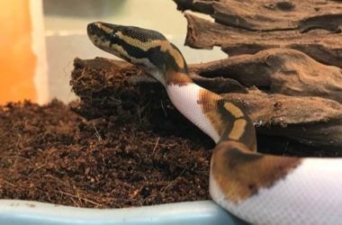 Ball Python Tank, Python Tank, Python Enclosure, Ball Python Pet, Tank Setup Ideas, Baby Ball Python, Ball Python Care, Snake Care, Snake Terrarium