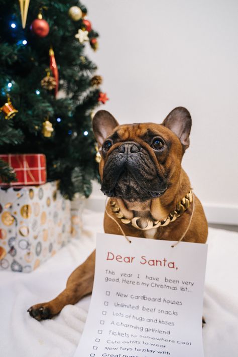 Christmas celebration with Christmas list to Santa Claus · Dear Santa · French bulldog ask for Christmas gifts under the Christmas tree • cuban link dog collar Christmas List To Santa, Christmas List For Santa, Gifts Under The Christmas Tree, Under The Christmas Tree, Santa Dog, Dog Photoshoot, Santa Paws, Christmas Celebration, Christmas 2024