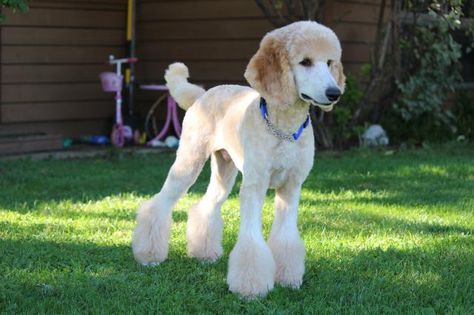 Poodle Styles, Poodle Hairstyles, Standard Poodle Haircuts, Poodle Haircuts, Goldendoodle Grooming, Teacup Poodle, Poodle Hair, Parti Poodle, Poodle Haircut