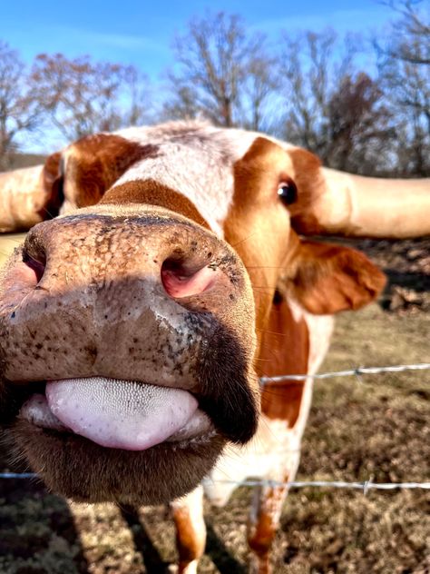 Texas long horn cow with brown spots sticking it’s tongue out Texas Long Horn, Cow Breeds, Long Horns, Western Wallpaper, Cow Wallpaper, Long Horn, Western Vibes, Western Wallpaper Iphone, Wallpaper Iphone