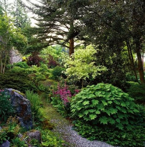 Visit the Elisabeth C. Miller Botanical Garden in Seattle to discover ideas for a woodland garden. Seattle Garden, Northwest Garden, Rock Garden Plants, Sloped Garden, Cottage Garden Plants, Garden Images, Forest Garden, Garden Pictures, Garden Photography