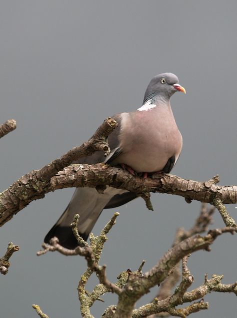 Chinese Owl Pigeon, German Owl Pigeon, Fancy Pigeon Breeds, Feral Pigeon, Pigeon Species, Wood Pigeon, Dove Pigeon, Bird Identification, Bird Book