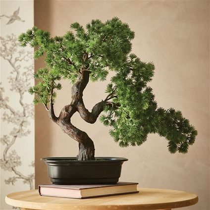 Bonsai Tree Interior Design, Giant Bonsai Tree, Bonsai Tree Bedroom, Bonsai Tree Photography, Bonsai Trees Aesthetic, Bonsai Plants Aesthetic, Mini Bonsai Tree, Bonsai Tree Living Room, Bonzai Tree Aesthetic