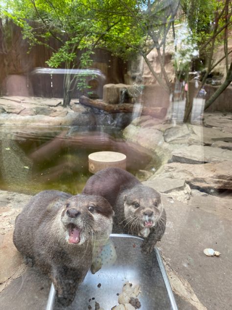 Zoo Friends Aesthetic, Zoo Keeper Aesthetic, Zoo Animals Aesthetic, Zoo Job Aesthetic, Zoo Trip Aesthetic, Zoo Aesthetic Date, Zoo Asthetic Picture, Marine Mammalogy, Zoo Aesthetic