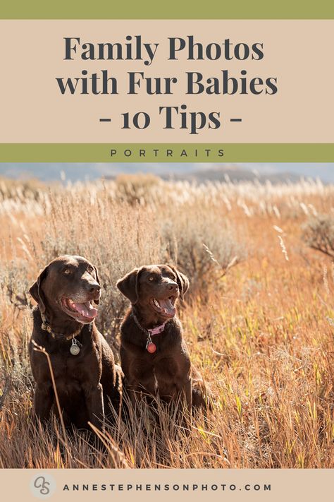 Get great family portraits with dogs with these ten tips. Above all, remember your dog's unpredictable nature is one reason why you love them. Shown here are two happy dogs in a field during a family photo session. 🐶📷 Photographs by Anne Stephenson Photo & Narrative #familyportraitswithdogs #dogsandportraits #furbabyportraittips #coloradoportraits #outdoorcoloradoportraits #coloradoportraitsdogs Outdoor Family Photos With Dog, Family Portraits With Dogs, Family Picture With Dog, Family Photo With Dogs, Family Photo With Dog, Portraits With Dogs, Family Photos With Dogs, Dog Family Portraits, Large Family Photos