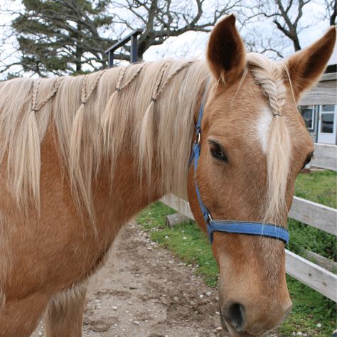 Braids to Try On Your Horse - The Narrow Trail Horse Hairstyles Short Mane, Short Horse Mane Styles, Horse Mane Braids Westerns, Cute Horse Hairstyles, Horse Hairstyles Ideas, Horse Braiding Ideas, Horse Tail Hairstyle, Horse Hair Styles, Horse Mane Styles