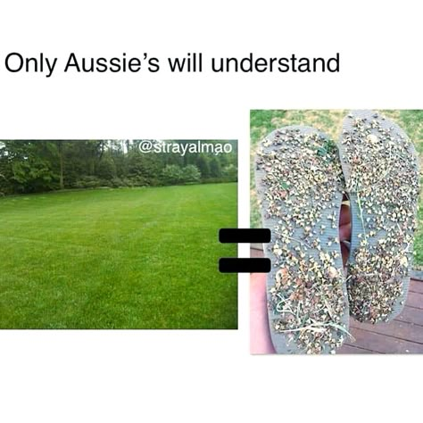 Do you dare venture out bare-feet... 😰😰😰 #aussiememes #australianmemes #strayamemes #australiamemes #aussiememesfromdownunder #australianmemesfromdownunder #aussiememesdaily #aussiememesmate #aussiememesforaussieteens #aussiememes4aussieteens #strayanmemes #aussiememesdownunder #ozmemes #australiansinnewyork #aussiesintexas #aussiesinvegas #aussiestravelling #aussiesoverseas #aussiesinny #australiansinlondon #aussiesintoronto #aussiesabroad🇦🇺 #aussiesinitaly #aussiesinuk Aussie Memes, Funny Aussie, Australian Memes, Meanwhile In Australia, Australian Slang, Funny Australian, Funny Quotes Wallpaper, Australia Funny, Wall Carvings