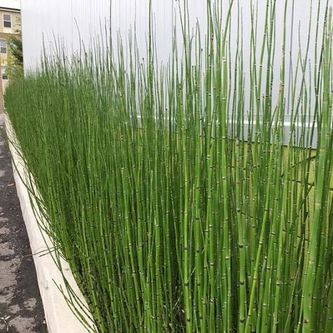 Lasts 1-2 Weeks; Erect, Cylindrical, Landscape Design Modern, Horsetail Reed, Modern Gardens, Snake In The Grass, Easy Plants To Grow, Indoor Greenhouse, Cloudy Skies, Peat Moss, Easy Plants