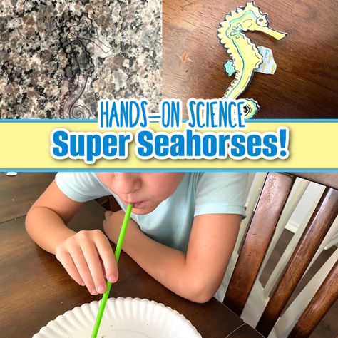 Learn all about seahorses through these fun hands-on activities! Seahorse Activity, Octopus Science Experiment, Seahorse Activities, Seahorse Preschool Activities, Baby Seahorse, Science Camp, Ocean Science, Baby Printables, Kids Board