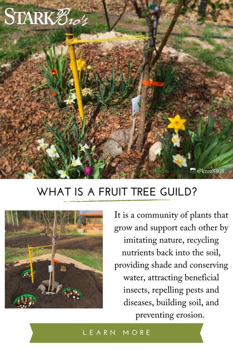 Fruit Tree Guild, Tree Guild, Fruit Trees Backyard, Fruit Tree Garden, Food Forest Garden, Orchard Design, Small Backyard Design Layout, Small Backyard Design Ideas, Orchard Garden