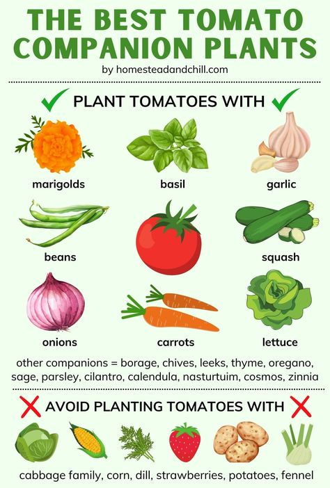 The Best Tomato Companion Plants for the Garden ~ Homestead and Chill Tomato Plant Companion, Interplanting Vegetables, Zucchini Companion Plants, Plant With Tomatoes, Onion Planting, Coleus Care, Tomato Companion Plants, Garden Homestead, Garlic Zucchini