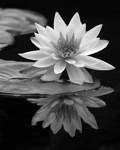 Water Lilly, Black Art Painting, Black And White Flowers, Black Friday Christmas, Chiaroscuro, Water Lily, Photographic Art, Black And White Photographs, Water Lilies