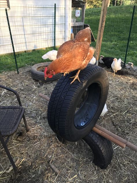 Tires Chicken Coop, Tire Chicken Coop, Chicken Coop Tire Ideas, Tires In Chicken Coop, Coop Color Ideas, Easy Chicken Coop Plans, Coop And Run Ideas, Chicken Coop And Run Ideas, Build Chicken Coop