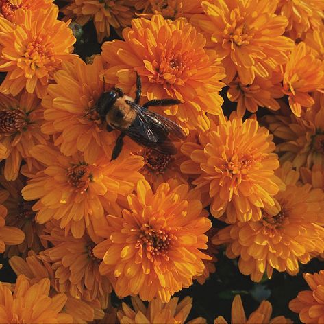 #bee #bumblebee #flowers #flower #orange #bug #nature #naturelovers #naturebeauty #photography Bee Astethic, Aesthetic Headings, Bumble Bee Aesthetic, Tanner Aesthetic, Bumblebee Aesthetic, Bees Aesthetic, Enfp Aesthetic, Sunshine Character, Bee Aesthetic