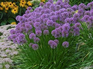 Allium Millenium, Onion Garden, Ornamental Onion, Allium Flowers, Planting Onions, Purple Plants, Cottage Farm, Sun Perennials, Lavender Pink