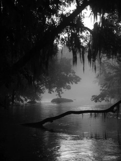 Dark Naturalism, Dark Forest Aesthetic, Chilly Morning, Southern Gothic, Pretty Landscapes, Spanish Moss, Gothic Aesthetic, Beautiful Dark Art, Dark Forest