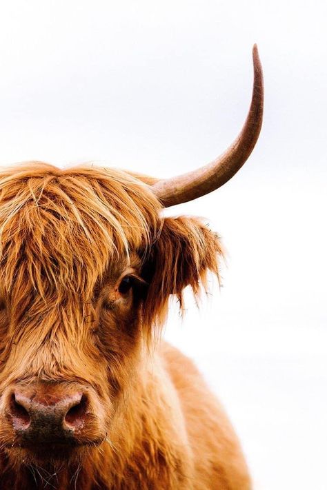 Long Horns, Highland Cow, Cow, Photographer, White