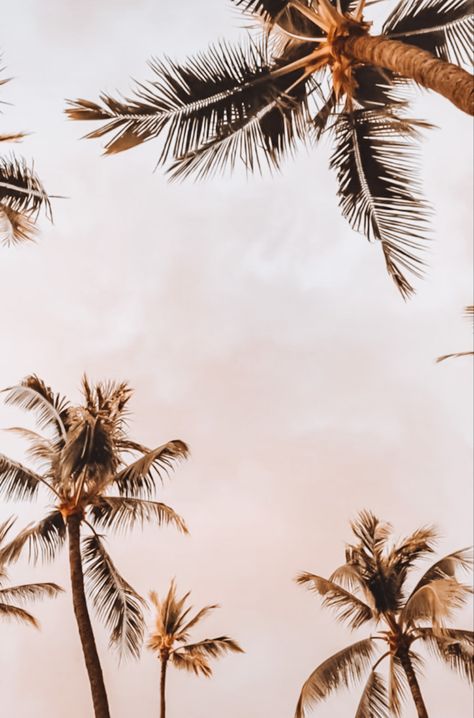 June Background Wallpaper, June Wallpaper Aesthetic, Summer Backrounds, Wallpaper Palm Trees, Iphone Wallpaper Tropical, Wallpapers Summer, Photo Book Template, Trees Wallpaper, Palm Trees Wallpaper