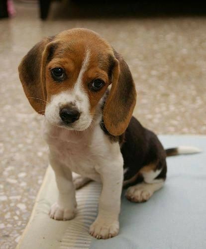 Beagle Pups, Pocket Beagle, Beagle Puppies, Cute Beagles, Beagle Mix, Beagle Puppy, Beagle Dog, Sweet Dogs, Cute Dogs And Puppies