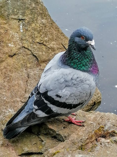 Pigeon Reference, Rock Pigeon, Pigeon Art, Cute Pigeon, Map Drawing, Pigeon Breeds, Dove Pigeon, Chicken Bird, Bird Sculpture