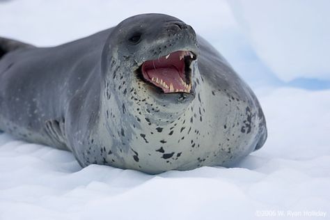 Leopard Seal Penguin Project, Leopard Seal, Deadly Animals, Dog Training School, Elephant Seal, Leopard Art, Alien Species, Incredible Creatures, Animal Reference