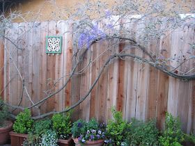 Wisteria On Fence, Wisteria Fence, Wisteria Trellis, American Wisteria, Growing A Garden, Wisteria Plant, Country Fences, Jungle Gardens, Tin Walls