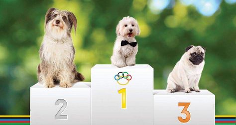 Dog Olympics 2017 Newcastle - April 23 | Australian Dog Lover Dog Olympics, Pet Festival, Event Activations, Dog Festival, Dog Events, Hotel Pet, Australian Dog, University Teaching, Kids Carnival