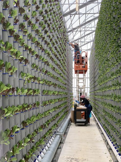 Environmental Impact of Traditional & Vertical Farming - 2021 Report | Eden Green Technology Future Farming Technology, Vertical Farming Design, Vertical Farming Architecture, Vertical Greenhouse, Hydroponic Design, Farm Drawing, Eden Green, Vertical Farm, Smart Farm