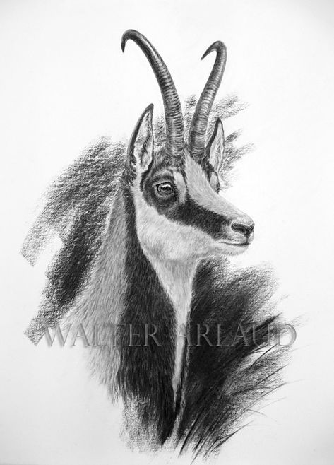 Realistic Animal Drawings, Deer Art, Animal Pattern, Animal Drawings, Moose Art, Deer, Horses, Stamp, Tattoos