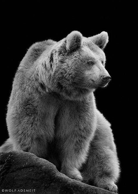 The big brown bear / Wolf Ademeit Beautiful But Dangerous, Bear Black And White, Photo Ours, Black Bears Art, Bear Spirit, North American Animals, White Polar Bear, Bear Tattoos, Brown Bears