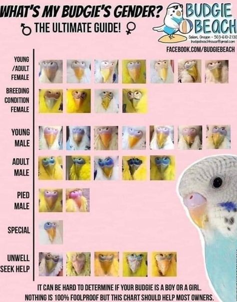 Parakeet Information, Budgie Enrichment Diy, Budgie Tips, Budgie Care, Cockatiel Care, Baby Budgies, Parakeet Care, Parrot Care, Budgie Cage