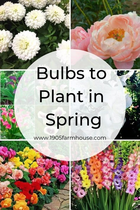 Bulbs To Plant In Spring, Spring Garden Flowers, Different Types Of Flowers, Garden Wallpaper, Garden Bulbs, Spring Plants, Flower Plants, Cut Flower Garden, Spring Bulbs