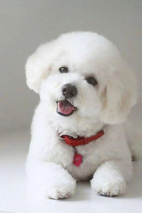 22 Bichon Frise Haircut Styles You’ll Adore - Pawesomeverse Bichon Frise Haircut Styles, Bichon Poodle Mix, Haircut Options, Cute Dog Stuff, Puppy Teacup, Bichon Poodle, Pomeranian Puppy Teacup, Bichon Frise Puppy, Bichon Dog