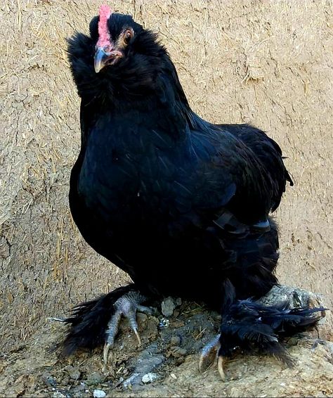 Black Chickens Black Chicken, Black Chickens, Azerbaijan, Chicken, Pet, Animals, Black