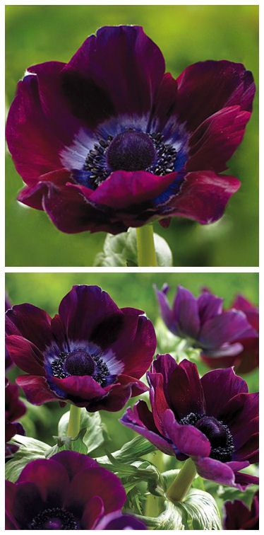 Painting Poppies, Poppies Flower, Poppies Painting, Purple Poppies, Poppy Painting, Anemone Flower, Cactus Y Suculentas, Deco Floral, Poppy Flower