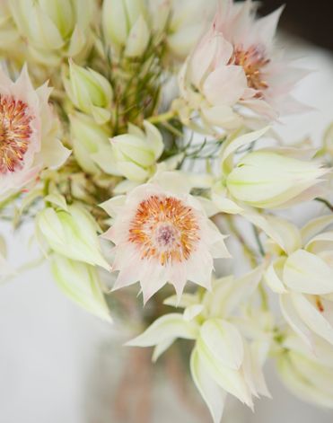 A L P: Flower School: Leucadendron (Blushing Bride) Blushing Bride Flower, Brides Flowers, Samantha Wedding, Bride Flower, Blush Bouquet, Protea Flower, Bride Floral, Beautiful Wedding Flowers, Flower School