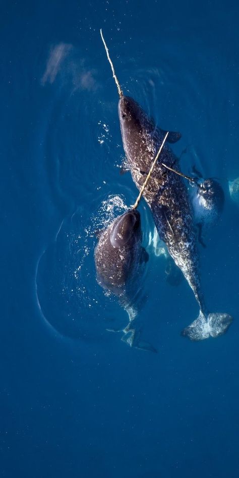 Narwhal Aesthetic, Marine Animals Aesthetic, Teeth Fangs, Marine Wildlife, Sea Mammal, Beautiful Sea Creatures, Ocean Fishing, Unusual Animals, About Animals