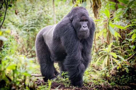 Respiratory diseases spread quickly among mountain gorillas. Because humans and apes are so closely related, diseases pass back and forth between the two easily. Scientists from the Dian Fossey Gorilla Fund studied 15 respiratory outbreaks over the past 17 years to investigate how diseases are transmitted among populations of mountain gorillas in Rwanda. The research is aimed at making conservation decisions in the future. #gorillas #socialdistancing #gorillasandsocialdistancing Eastern Lowland Gorilla, Eastern Gorilla, Omaha Zoo, Two Worlds Collide, Silverback Gorilla, Baby Gorillas, Gorilla Trekking, Africa Tour, Mountain Gorilla