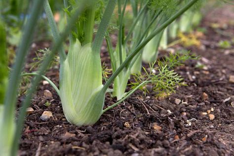 Growing Fennel, Growing Kale, Survival Essentials, Culinary Herbs, Self Sufficiency, Veg Garden, Growing Fruit, Organic Seeds, Herb Seeds