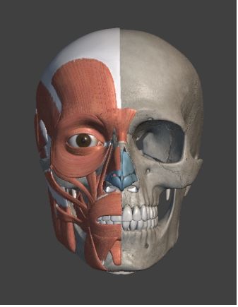 Face Muscles Anatomy, Human Skeleton Anatomy, Human Muscle Anatomy, Muscles Of The Face, Skull Anatomy, Skeleton Anatomy, Facial Anatomy, Eyeball Art, Face Anatomy