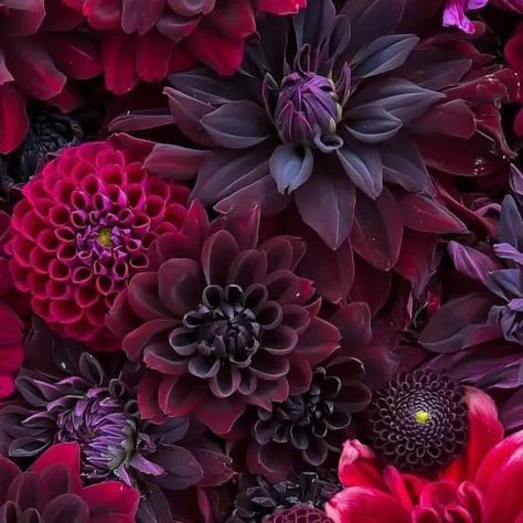 Dahlia Society on Instagram: "Cultivars include: Bloomquist York, Ivanetti, Ferncliff Black Cherry, Hollyhill Tempest, Karma Choc, Black Magic, Hollyhill Black Beauty, Moore Place, KA’s Rosie Jo . . Credit @darcys_dahlias <<Don't forget to vist this account. . . . . #darcysdahlias #dahlia #dahliaflatlay #wintervibes #picoftheday #dahliafarm #dahliaflower #dahlias #beauty #cutflowerfarm #dahliagarden #dahliasofinstagram #ohioflowers #flowerfarm #flower #flowergarden #dahlialovers #dahliaseason #flowersofinstagram #hilliardohio #cutflowers #columbusohio #dahliasocietyy #dahliaphotography #dahlia_kingdom" Delilah Flower, Ohio Flowers, Pomegranate Art, Cut Flower Farm, Dahlias Garden, Lino Prints, Colorful Places, Black Dahlia, October 5