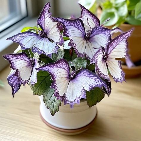 Purple House Plants, Rare Tropical House Plants, Purple Indoor Plants Houseplant, Moonlight Butterfly, Inside Plants Decor, Purple Inch Plant, Rare Variegated Plants, Begonia Plant, David Attenborough