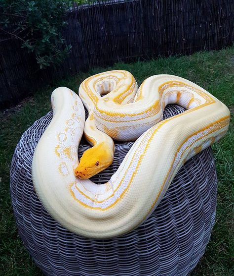 724 Likes, 4 Comments - 》E L I T E • R E T I C S (@elite_retics) on Instagram: “Albino lav gs #snake #reticulatedpython #reptiles” Big Pet Snake, Big Snakes, Dream Snake, Big Snake, Danger Noodles, Reticulated Python, Cool Snakes, Pretty Snakes, Colorful Snakes